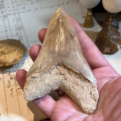 Megalodon tooth fossil - Otodus megalodon - Fossil shark tooth