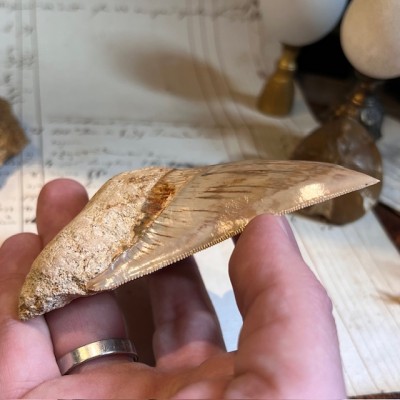 Megalodon tooth fossil - Otodus megalodon - Fossil shark tooth