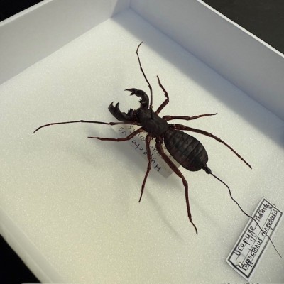 Hypoctonus rangunensis - Uropyge - Pisse-vinaigre - Arachnide