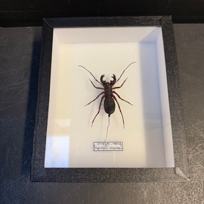 Hypoctonus rangunensis - Uropyge - Pisse-vinaigre - Arachnide