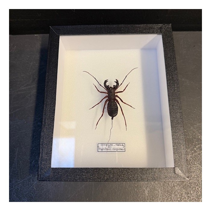 Hypoctonus rangunensis - Uropyge - Pisse-vinaigre - Arachnide Hypoctonus rangunensis - Uropyge - Pisse-vinaigre - Arachnide