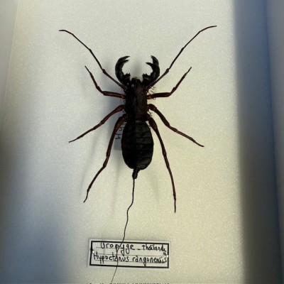Hypoctonus rangunensis - Uropyge - Pisse-vinaigre - Arachnide
