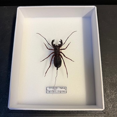 Hypoctonus rangunensis - Uropygi - vinegaroon - whip scorpion