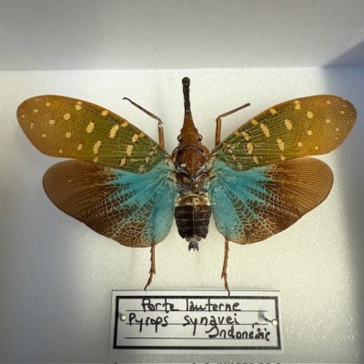 Lanternfly - Pyrops synavei - Entomological box