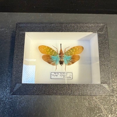 Lanternfly - Pyrops synavei - Entomological box
