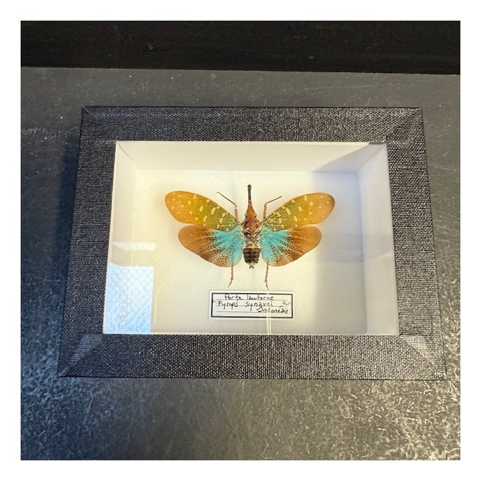 Fulgore porte-lanterne: Pyrops synavei - Boite entomologique