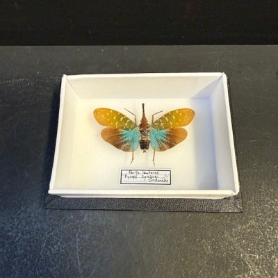 Lanternfly - Pyrops synavei - Entomological box
