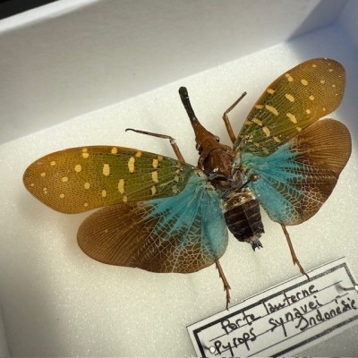 Lanternfly - Pyrops synavei - Entomological box