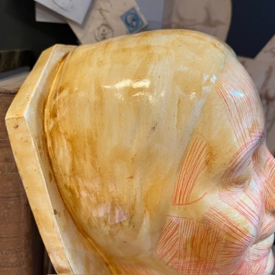 Flayed model - Study mask by Simonne Laubé - Inconnue de la Seine