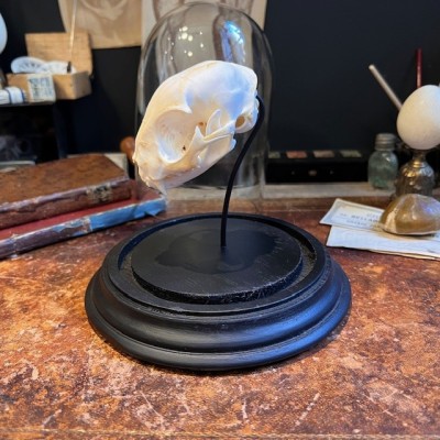Cat skull under glass dome - Felis catus