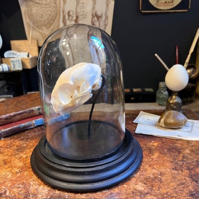 Cat skull under glass dome - Felis catus