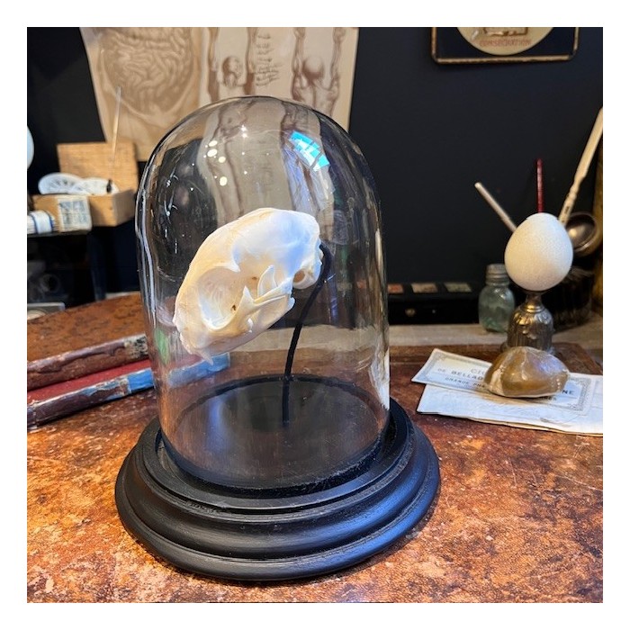 Cat skull under glass dome - Felis catus