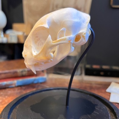 Cat skull under glass dome - Felis catus