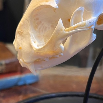 Cat skull under glass dome - Felis catus