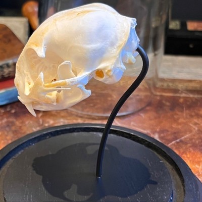 Crâne de Chat sous cloche - Felis catus