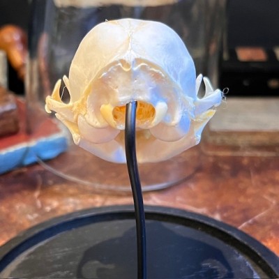 Cat skull under glass dome - Felis catus