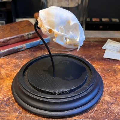 Cat skull under glass dome - Felis catus