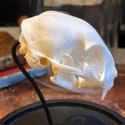 Cat skull under glass dome - Felis catus