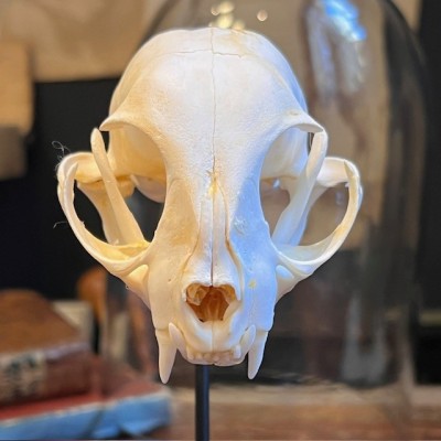 Cat skull under glass dome - Felis catus