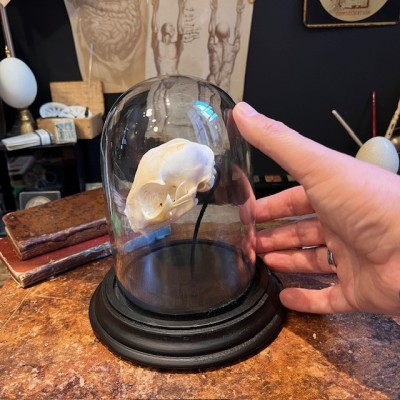 Cat skull under glass dome - Felis catus