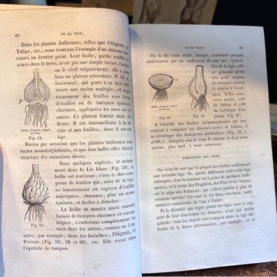 Cours de Botanique élémentaire - Par Rodet - Livre ancien de 1863