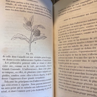 Cours de Botanique élémentaire - Par Rodet - Livre ancien de 1863