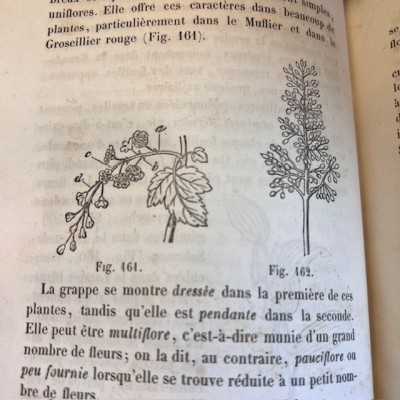Cours de Botanique élémentaire - Par Rodet - Livre ancien de 1863