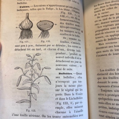 Cours de Botanique élémentaire - Par Rodet - Livre ancien de 1863