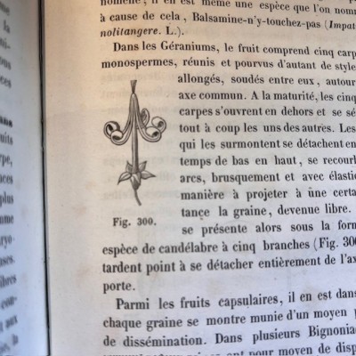Cours de Botanique élémentaire - Par Rodet - Livre ancien de 1863