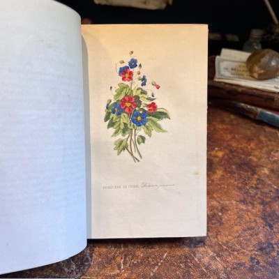 Langage des fleurs - 1848 - Symbolique des fleurs - Illustré