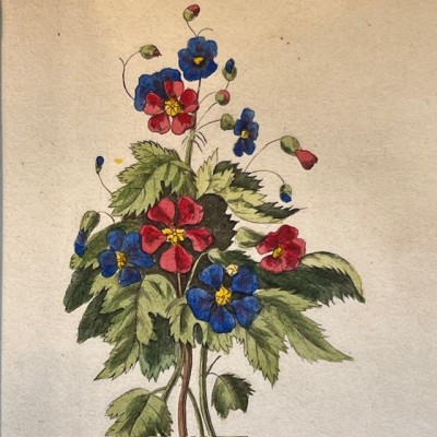 Langage des fleurs - 1848 - Symbolique des fleurs - Illustré