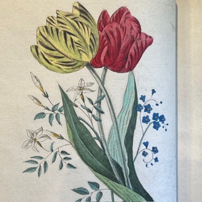 Langage des fleurs - 1848 - Symbolique des fleurs - Illustré