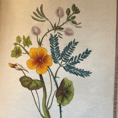 Langage des fleurs - 1848 - Symbolique des fleurs - Illustré