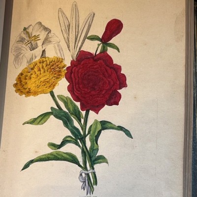 Langage des fleurs - 1848 - Symbolique des fleurs - Illustré
