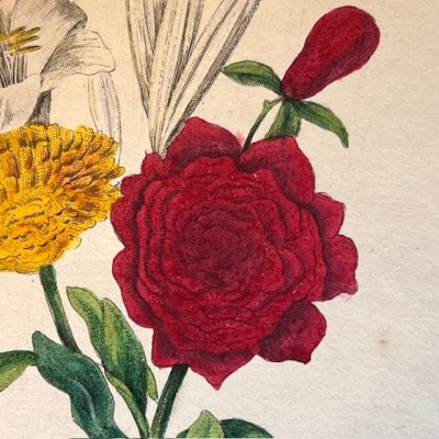 Langage des fleurs - 1848 - Symbolique des fleurs - Illustré