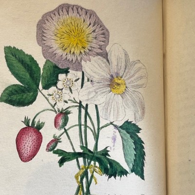 Le langage des fleurs - 1848 - Symbolism of flowers - Illustrated book