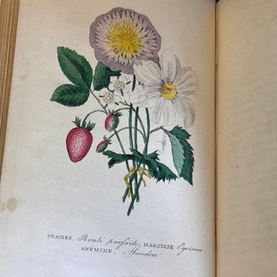 Langage des fleurs - 1848 - Symbolique des fleurs - Illustré