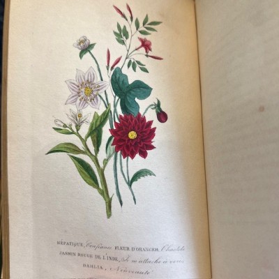 Langage des fleurs - 1848 - Symbolique des fleurs - Illustré