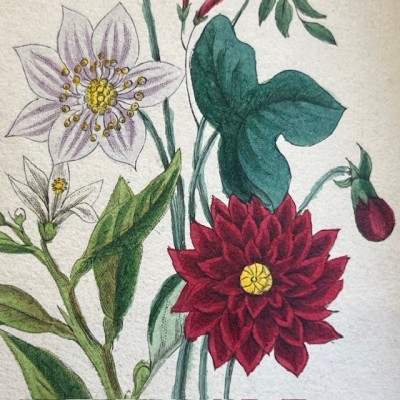 Langage des fleurs - 1848 - Symbolique des fleurs - Illustré
