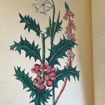 Langage des fleurs - 1848 - Symbolique des fleurs - Illustré