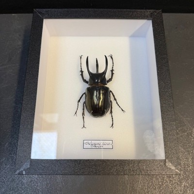 Scarabée Rhinocéros - Chalcosoma chiron - Boite entomologique