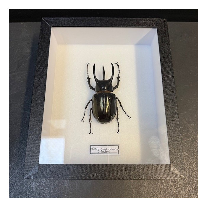 Scarabée Rhinocéros - Chalcosoma chiron - Boite entomologique