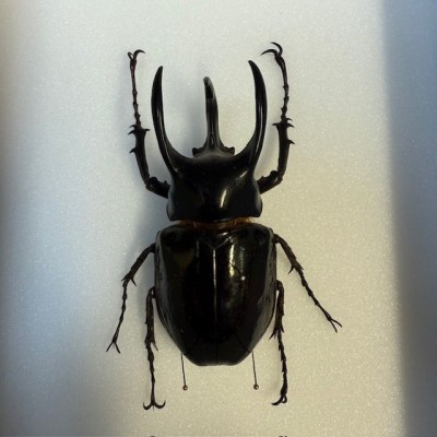 Scarabée Rhinocéros - Chalcosoma chiron - Boite entomologique