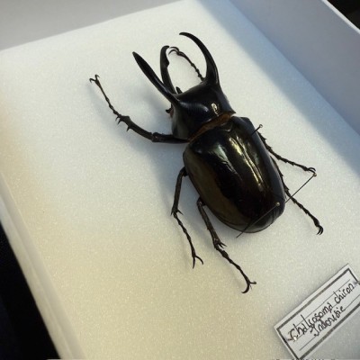 Scarabée Rhinocéros - Chalcosoma chiron - Boite entomologique