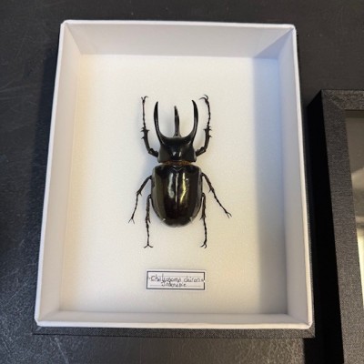 Scarabée Rhinocéros - Chalcosoma chiron - Boite entomologique