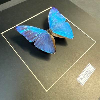 Cadre entomologique - Papillon Morpho Adonis