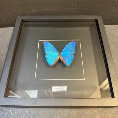 Cadre entomologique - Papillon Morpho Adonis