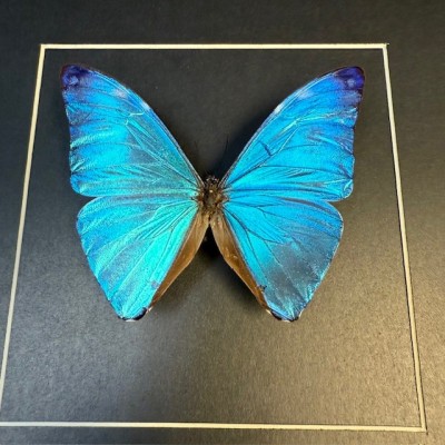 Entomological frame - Morpho Adonis butterfly