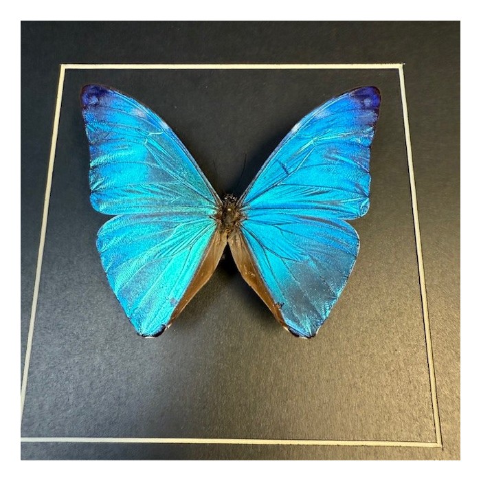 Cadre entomologique - Papillon Morpho Adonis Cadre entomologique - Papillon Morpho Adonis