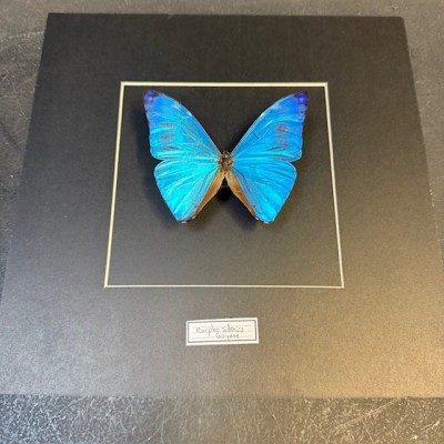 Entomological frame - Morpho Adonis butterfly